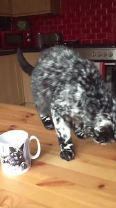 63K views · 2.9K reactions | Hope you all have a wonderful weekend. Ps. My dad had to get in on the act.. It's his hand lol | Scrappy | Facebook