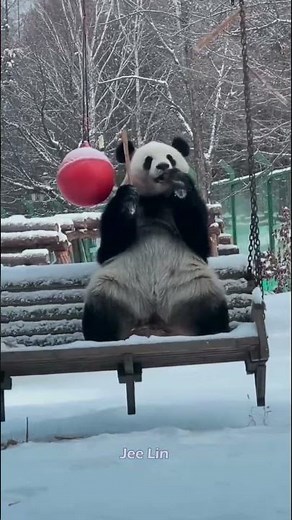 Scarlett Food Broadcast 😂 Panda #Panda #Giant #animals