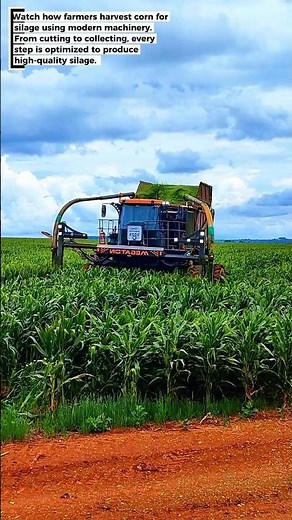Harvesting Corn for Silage: Modern Techniques and Equipment on US Farms