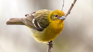 Flame-colored tanager appearance in Milwaukee County, a first for the state, delights birders