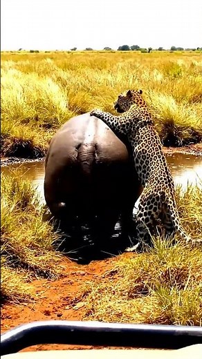 Leopard vs. Hippo: EPIC Poop Attack! 💩