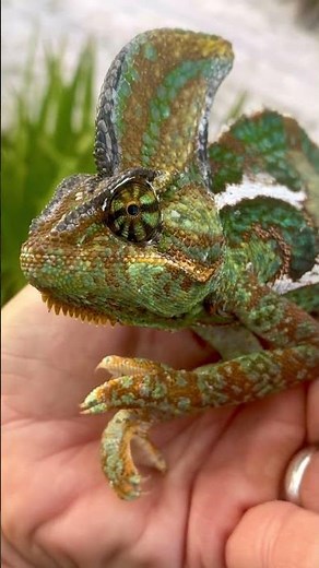 Getting up close and personal with a stunning Chameleon in Florida