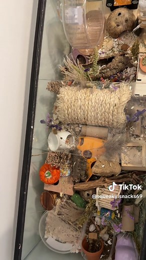 Rate my dwarf hamsters cage 1-10 advice is appreciated #fyp #foryoupage #viralvideo #animalsoftiktok #animal #hamster #hamsters🐹 #cutehamster #pet #properhamstercaretiktok #stopanimaltesting #hamsterpet #dwarfhamster #sprays #hamstersprays #fluffyhamster #hamstercage #hampstertiktok #hamstercagesetup #hamstercagetour