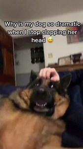 I’ve never seen such a dramatic look #gsd #gsd_feature #germanshepherdlabmix #gsdowner #gsddaily #germanshepherdinstagram #gsdloverss #germanshepherdrescueofoc #deutscherschäferhundwelpe #germanshepherdsofinsta #germanshepherdhuskymix #germanshepherdpuppies #germanshepherdmom #germanshepherdsdaily #gsdofinstagram #alsatiandog #germanshepherdog #germanshepherdlovers | German Shepherd Family