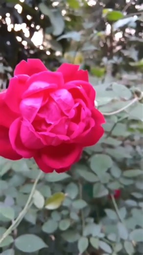 lovely rose 🌹🌹#trendingshorts #youtubeshorts #flower