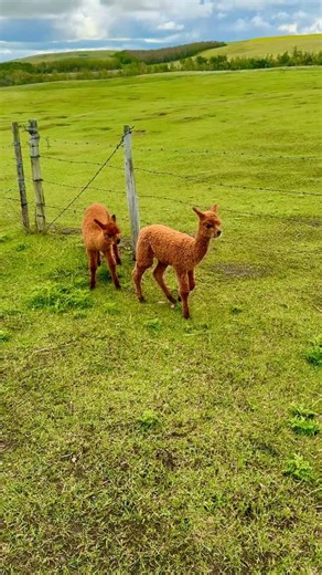 The magic of crias 🤍🦙 #kirksalpacafarm • #AlpacaFarm #AlpacasOfInstagram #FarmLife #CuteAnimals #AlpacaLove #FamilyFun #ExploreAlberta #AnimalAdventures #NatureLovers #FarmVisit #LocalAttractions #AlbertaTourism #AlpacaTherapy #OutdoorActivities #AlpacaExperience #FarmTours #AlpacaLife #KidsActivities #RuralEscape #SustainableLiving #FarmFun #AlpacaMerchandise #FarmShop #SupportLocalBusiness #WeekendAdventures #AlpacaProducts #AlpacaEvent #AlpacaFleece #AlpacaYarn | Kirk’s Alpaca Farm