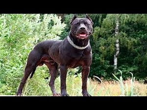 Pitbull vs bison. Bear vs tiger, wolves. Wolves kill deer. Puma vs dog. Real fight