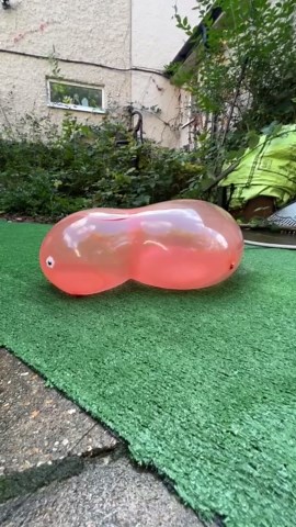 Sausage dog flooded my garden with pure chaos