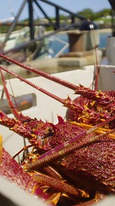 The Colac Otway Shire proudly sponsors the Great Ocean Road Running Festival, presented by Melrose. Enjoy your stay in our beautiful region! This event thrives thanks to our community, volunteers, sponsors, and IMG. Make this trip and your next to Apollo Bay special….find your happy place and connect with nature and our elements. #BeInYourElement #everybitdifferent #visitapollobay #iamcolac #visitotways #visitgreatoceanroad #stayclosegofurther #travelkind #visitvictoria #iamapollobay #iamgreatoc