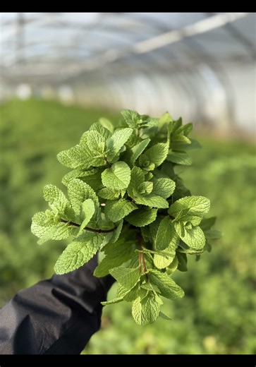 Cultiver la menthe en serre: un guide pratique