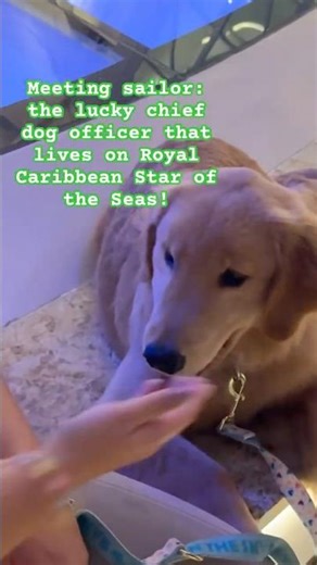 Meeting Sailor! The Dog that lives on Royal Caribbean Star of the Seas! Chief Dog Officer