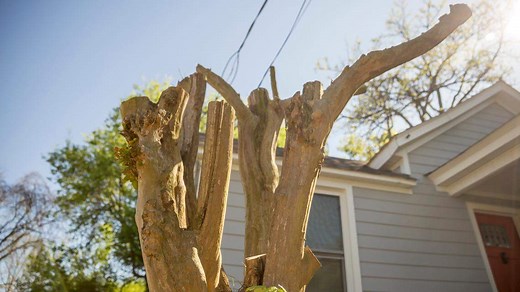 Don’t commit ‘Crape Murder.’ Here’s how to properly prune a crape myrtle tree