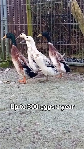Fascinating Facts About Silver Indian Runner Ducks 🦆✨