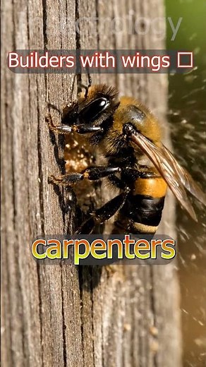 Carpenter bee drilling #facts #insecticida #wildlife #insects #nature