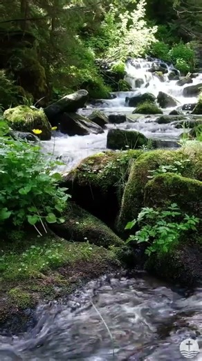 Emerald Forest Stream Short 1 – Relaxing Forest Stream in 4K • Peaceful Emerald Waters