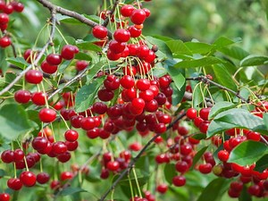 How To Plant And Grow A Cherry Tree  - Bunnings Australia
