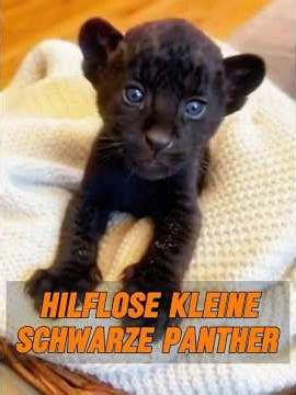 Der Welpe war in Wirklichkeit ein junger schwarzer Panther. #tier #tiere