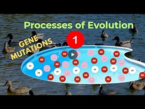 Processes of evolution: Gene mutations
