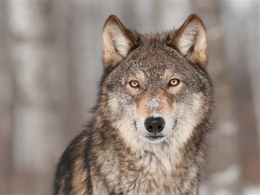 Isle Royale Kills Wolf After Numerous 'Concerning Incidents'