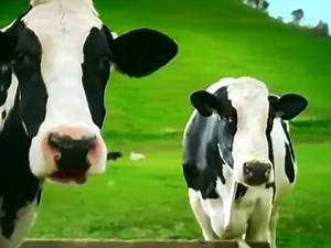 Real California Cheese Happy Cows Voiceercise During Earthquake 2004 TV Commercial HD