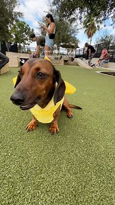 11K views · 142 reactions | guess how many hot dog costumes there were?  • • • • • • • #dachshund #dachshundofinstagram #weeniedogsofinstagram #dogsofinstagram #puppy #wienerdogsdoingthings #doxie #cutedog #pupfluencer #sideeye #longdoggo #doxiedaily #halloween #doghalloweencostume | Sprinkles the Weenie | Facebook