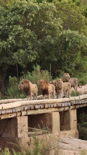 4.4M views · 47K reactions | The massive Nkuhlu coalition. The rise...