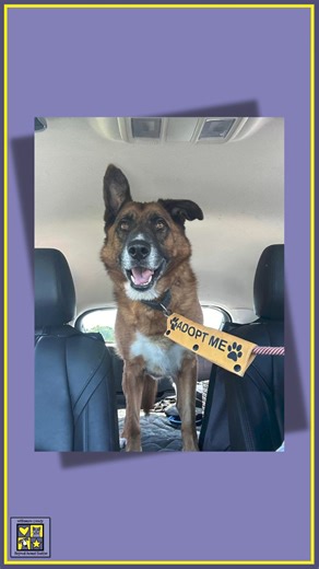 Jungle's Got A Message - we need to meet our goal to find homes for 40 dogs and 43 cats by Monday. We can do it! Adopt, Foster, Reclaim - all these will count towards our goal of relieving our current overcrowding situation. Help us make a difference in the life of a loving shelter animal today. #wilcopets #wcras #adoptyournextpet #fosteringsaveslives | Williamson County Regional Animal Shelter