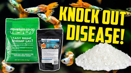 2.5K views · 106 reactions | Regular salt (sodium chloride or NaCl) is one of the best aquarium medications in the world, but you must be careful to use it correctly since it does not evaporate from water. Cory explains what kinds of infections it treats, the difference between NaCl salt and other salts, and recommended dosage amounts. #AquariumCoop | Aquarium Co-Op | Facebook