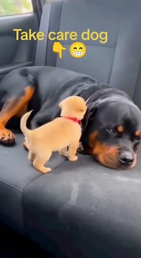 #funny Hey small dog take care👇️😁✅