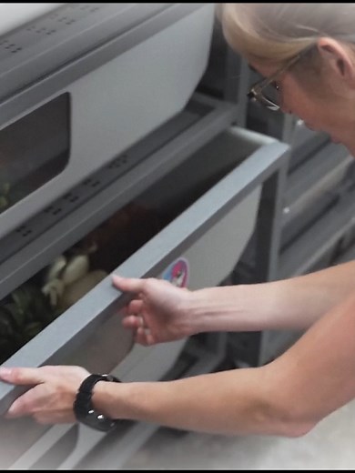 Baby False Water Cobras Hatching: First Moments Revealed