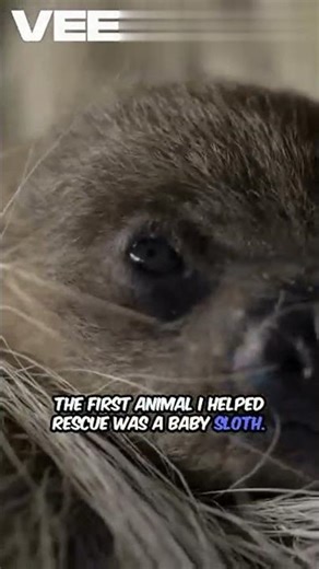 Saving A Baby Sloth online video cutter com