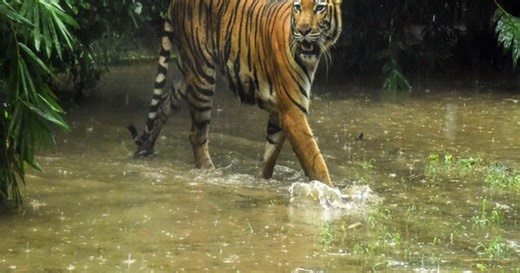 Joint Operation by Forces leads to arrest of international wildlife criminal wanted on Interpol Red Notice