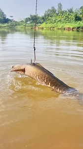 Live Invasive Northern snakehead Bait for Monster Catfish!#reels #fishing #fish #fishinglife | Alaska Fishing