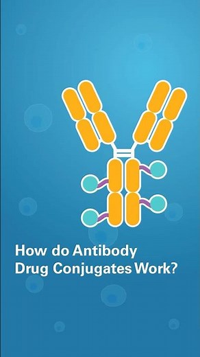 How do Antibody Drug Conjugates Work?