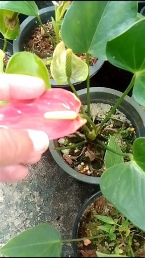 anthurium wagawa💕 #anthurium #beautifulflowers #youtubeshorts