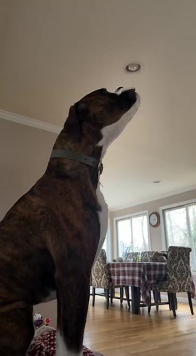 I literally have no words #boxerdog #boxerpuppy | Georgie The Singing Boxer