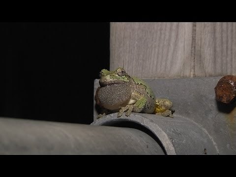 Gray treefrog calling