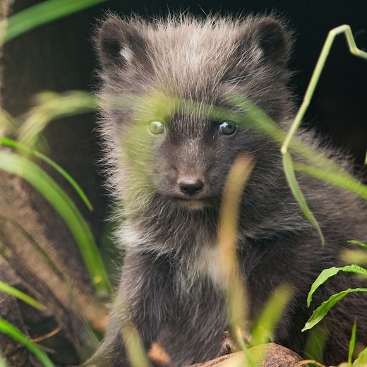 882K views · 1.3K reactions | Ten Arctic fox cubs have been born at the Highland Wildlife Park near Aviemore! ️力 | BBC Scotland News | Facebook