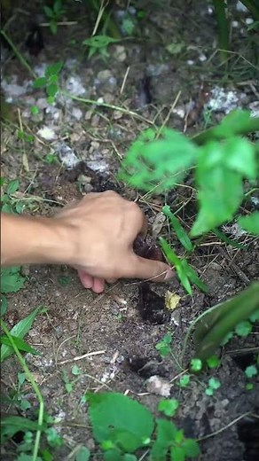 From Forest to Ferment: Wild Ginger Harvesting & Homemade Kimchi Making Guide#food #cooking #rural