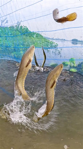 Incredible Net Fishing! Catching Thousands of Fish 🐟😲 #fish #fishing #Nature #riverfishing #netfishing | Local Fishing Videos