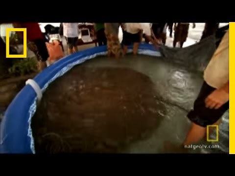 World's Largest Stingray? | National Geographic