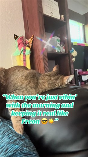 Freons got the right idea this Saturday morning — chillin’ on the chair, soaking in the peaceful Texas sunshine. He’s half asleep, half birdwatcher, just taking in the moment and wishing everyone a fantastic day ahead. Sometimes, it’s the simple things that make life beautiful. 💛🐦 #SaturdayVibes #ChillMode #TexasMorning #CatVibes #LazyCat