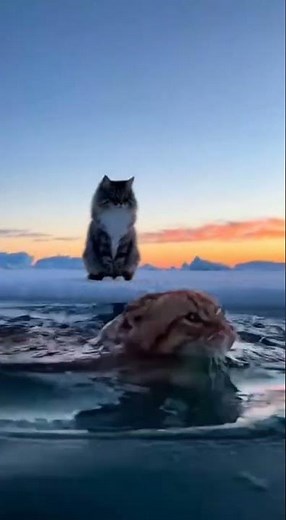 2 Cats Recreate the Titanic Scene — Adorable Parody! 🐱🚢❤️