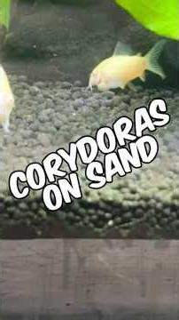 Why "Keeping Corydoras On Sand" Is Not Always The Best Option!