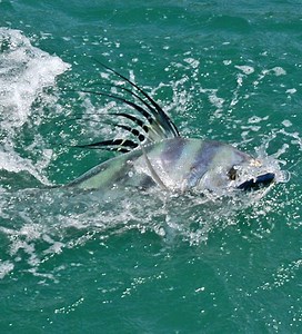 26K views · 460 reactions | North American Fisherman TV was down at...