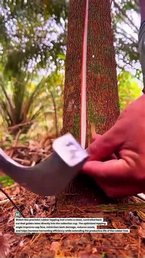 Precision Rubber Tree Tapping Tool for Faster, Cleaner Latex Collection 🌳 #AgriTech #LatexHarvest