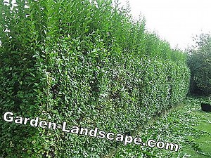 Care of the garden: Cutting hibiscus: pruning the garden hibiscus in autumn | 2025