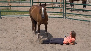 The mustang also downloaded our trailerload app......! 😜😝😂 Mustang Makeover Germany Terra-Pura-Tiernahrung e.K. | Feather Light Horsemanship