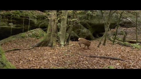 Les Saisons - Bande-annonce officielle HD