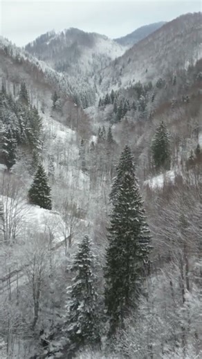 ❄️ Munții Siriu – liniște, natură și bucuria descoperirii🌲 #destinatiedecraciun #shorts